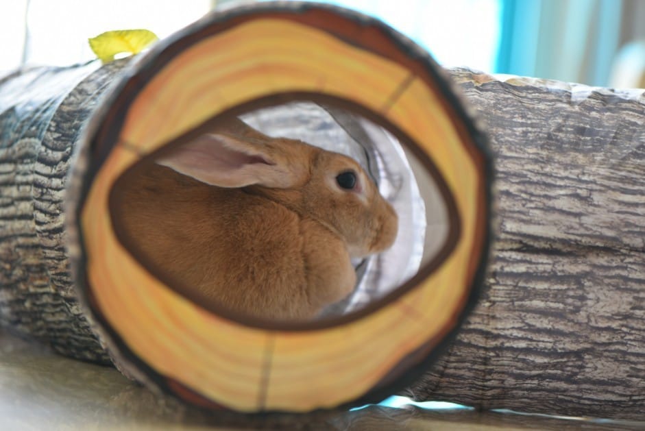 Tree Pattern Tunnel Pet Zhiyi Cat Toy Pets Supplies Dog Toys - Image 6