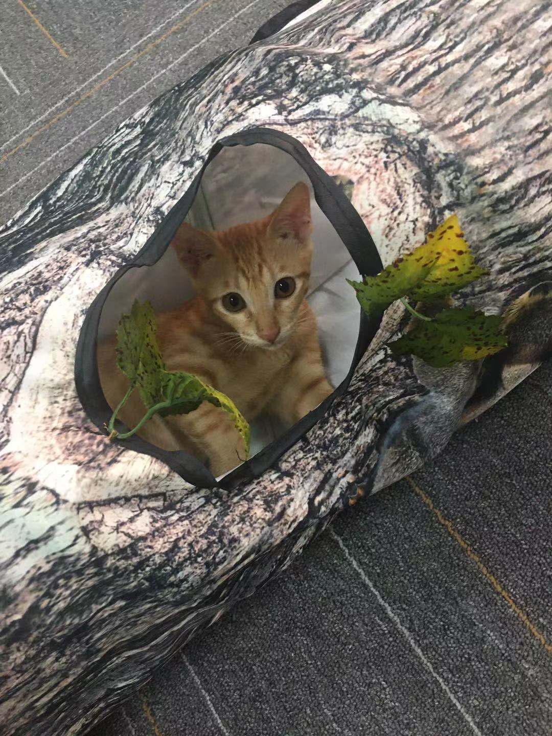 Tree Pattern Tunnel Pet Zhiyi Cat Toy Pets Supplies Dog Toys - Image 4